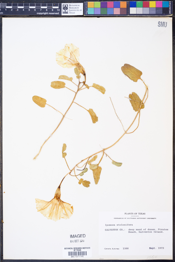 Ipomoea imperati image