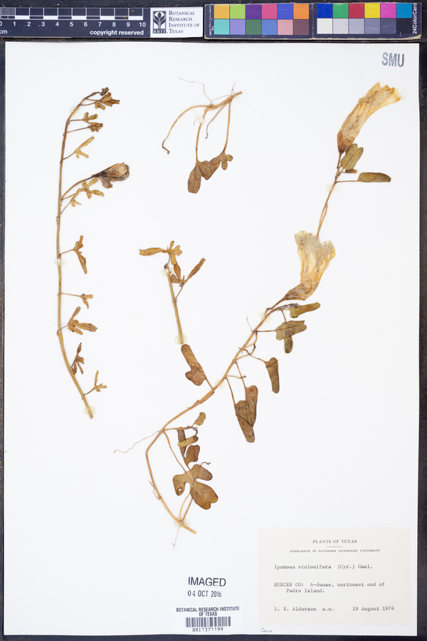 Ipomoea imperati image