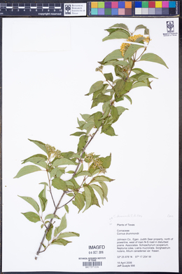 Cornus drummondii image