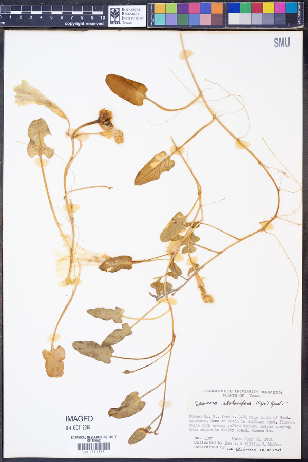 Ipomoea imperati image