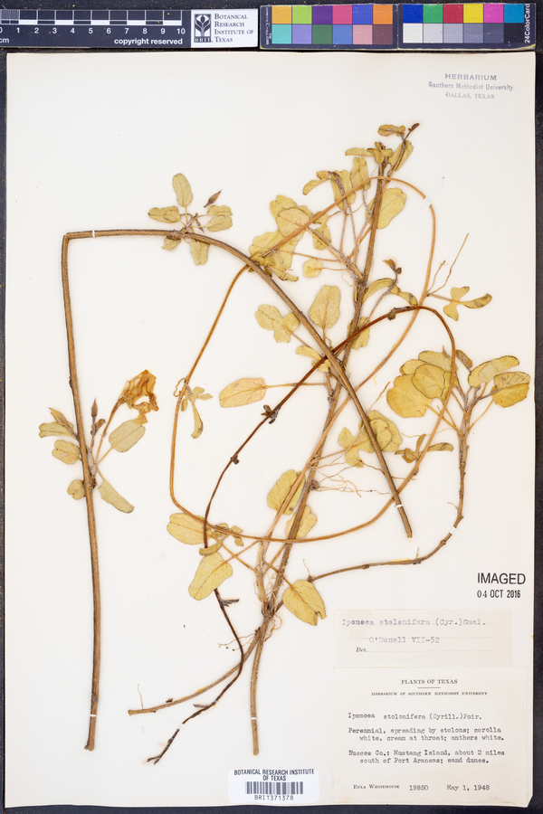 Ipomoea imperati image