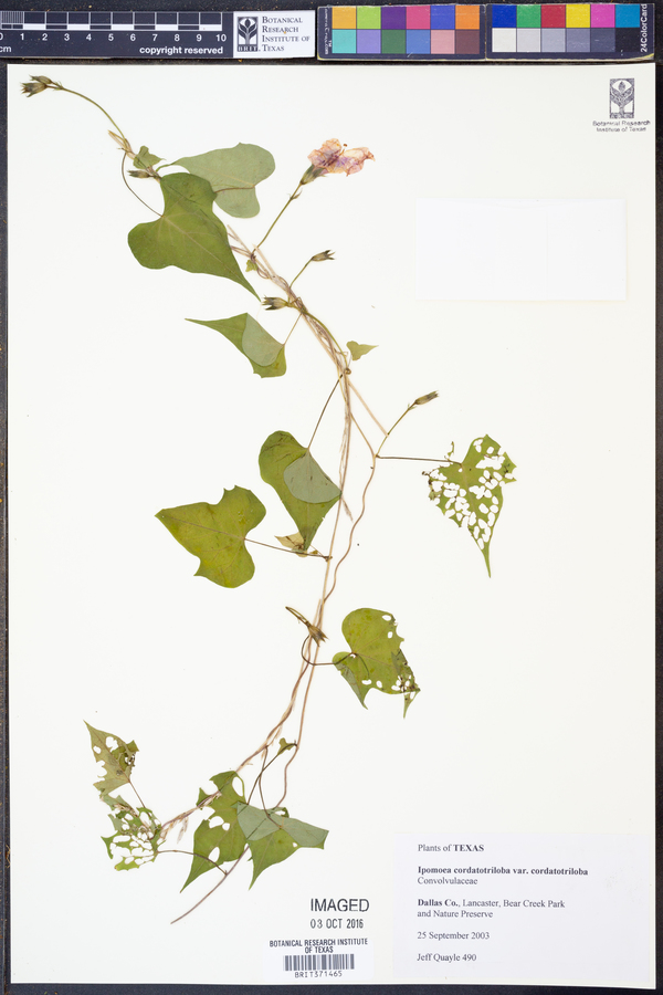 Ipomoea cordatotriloba var. cordatotriloba image