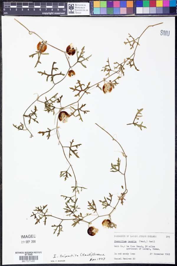 Ibervillea lindheimeri image