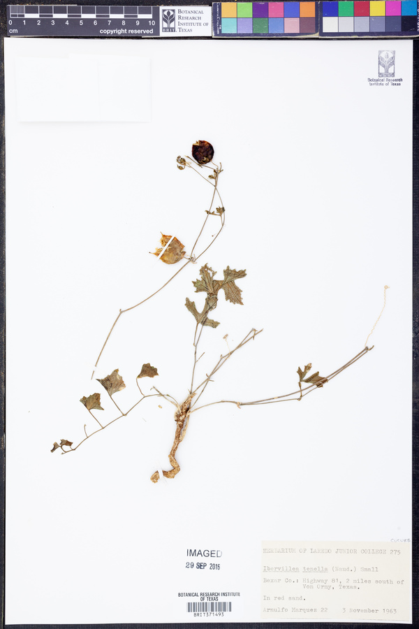 Ibervillea lindheimeri image