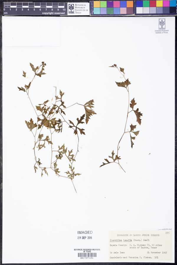 Ibervillea lindheimeri image