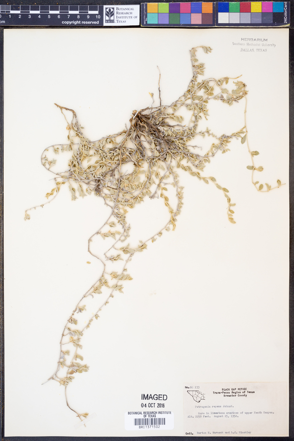 Petrogenia image