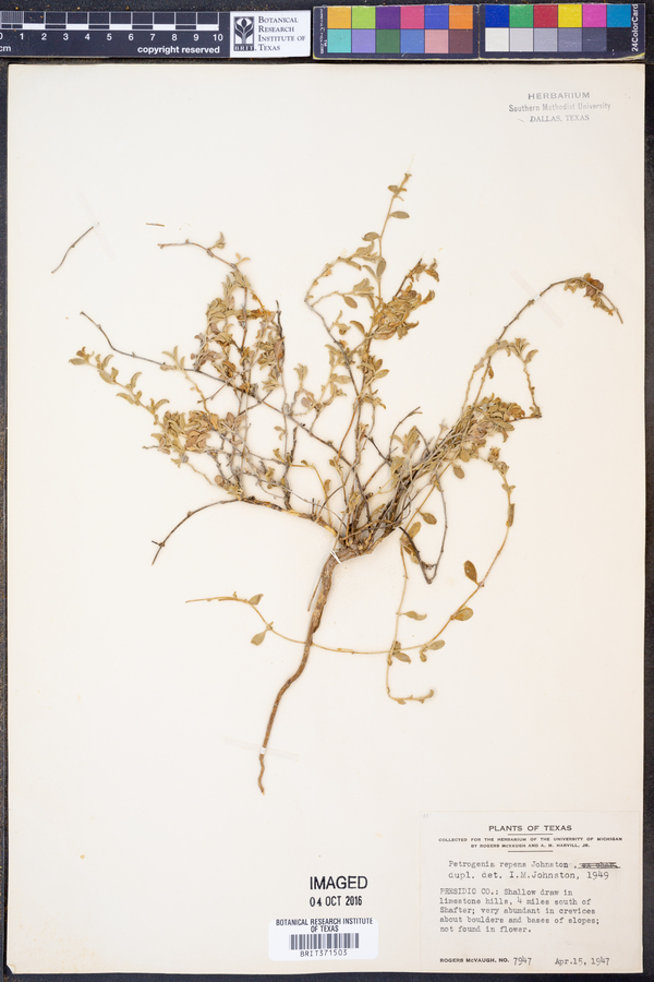 Petrogenia repens image