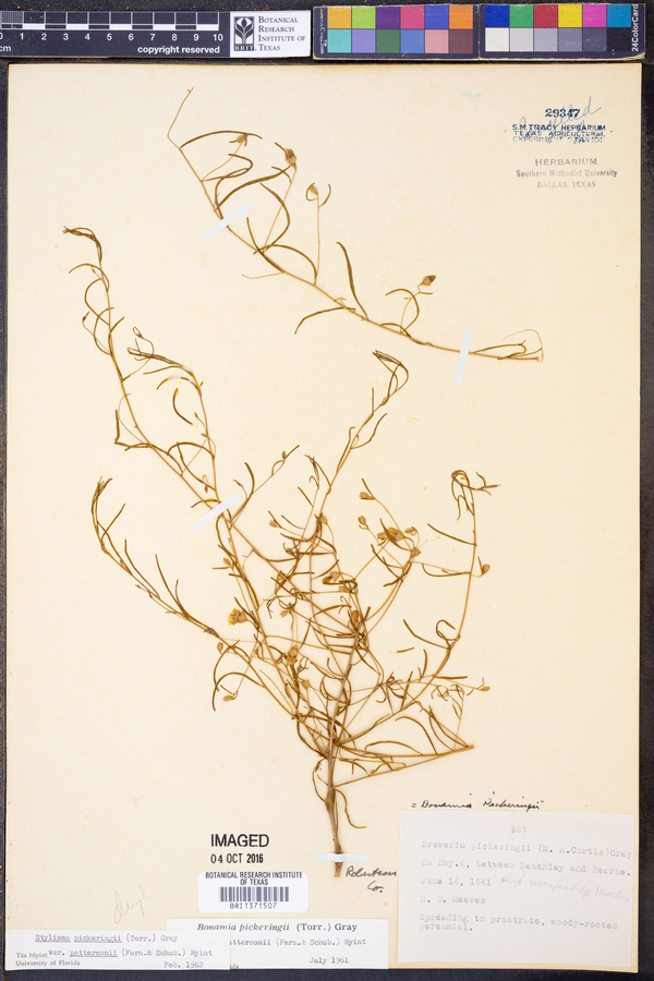 Stylisma pickeringii var. pattersonii image