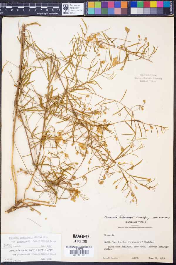 Stylisma pickeringii var. pattersonii image