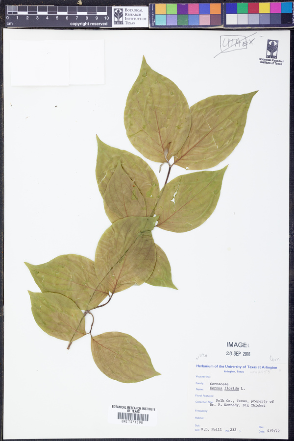 Cornus florida image