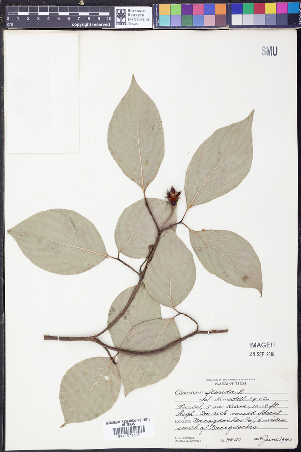 Cornus florida image