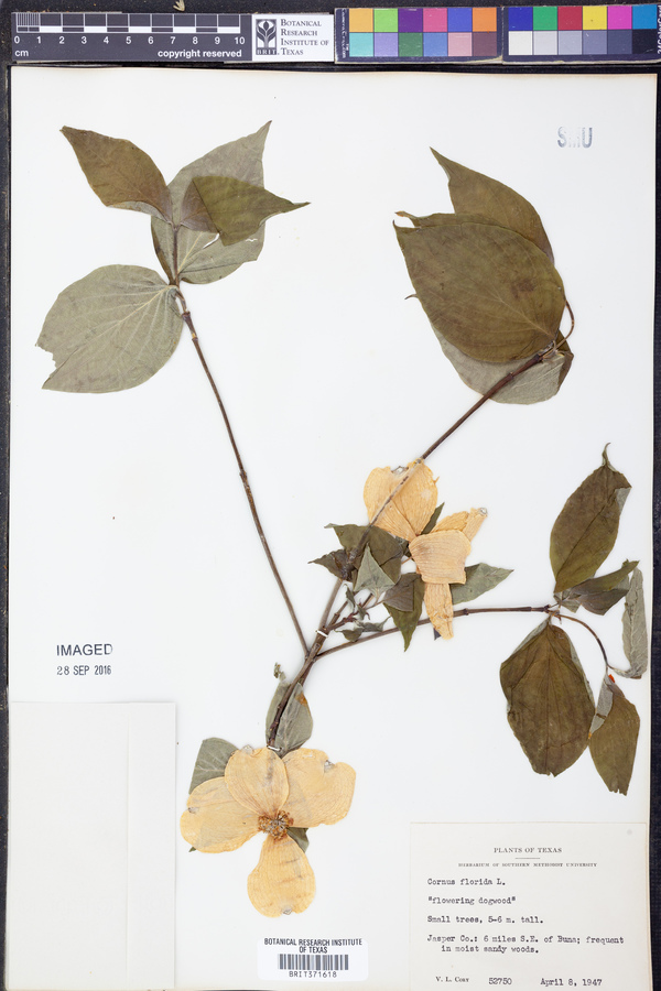 Cornus florida image