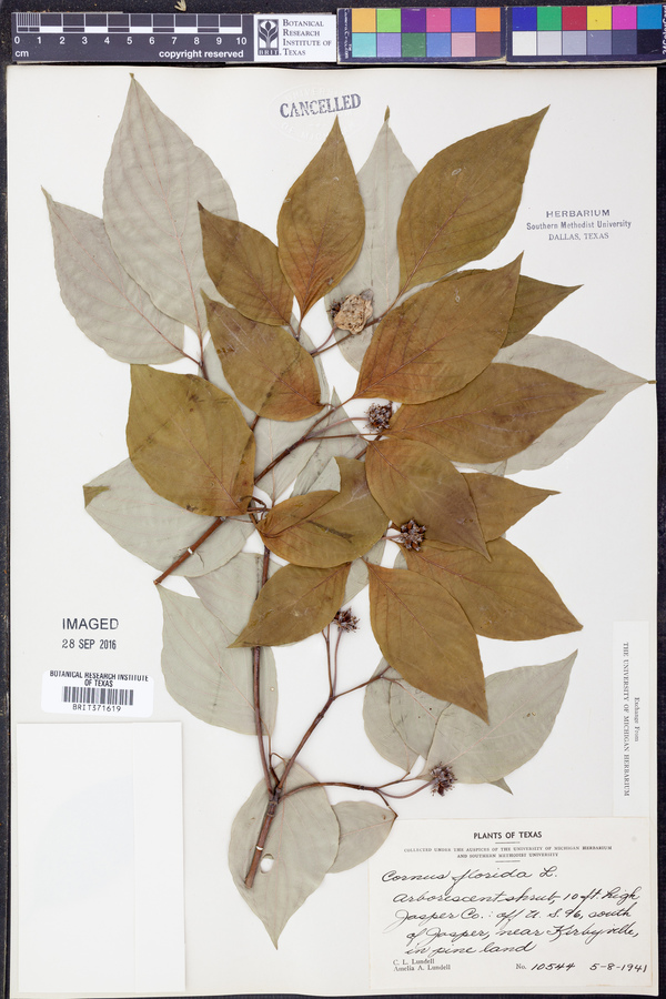 Cornus florida image