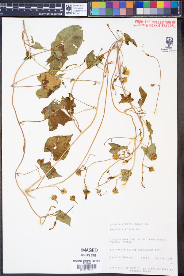 Ipomoea coccinea image