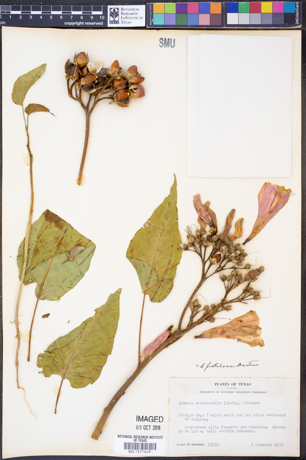Ipomoea fistulosa image