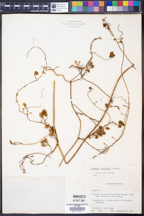 Ipomoea amnicola image