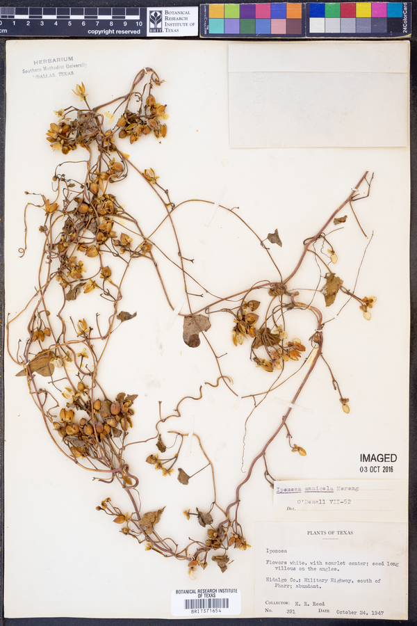 Ipomoea amnicola image