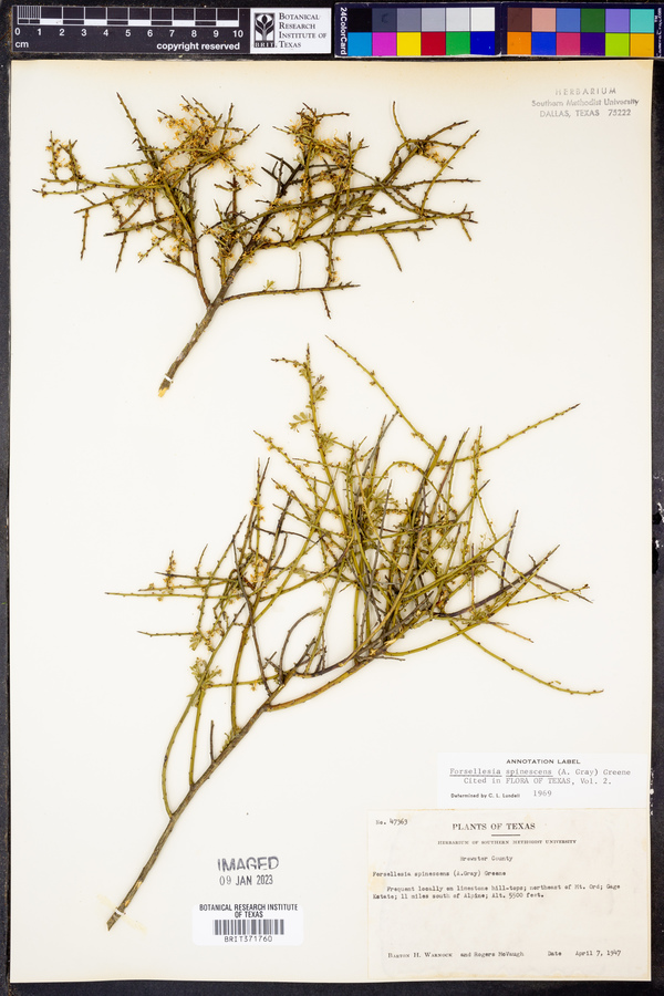 Glossopetalon spinescens var. spinescens image