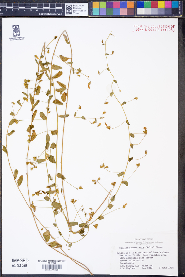 Stylisma humistrata image