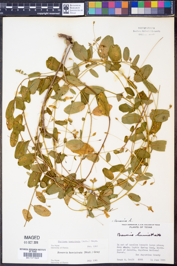 Stylisma humistrata image