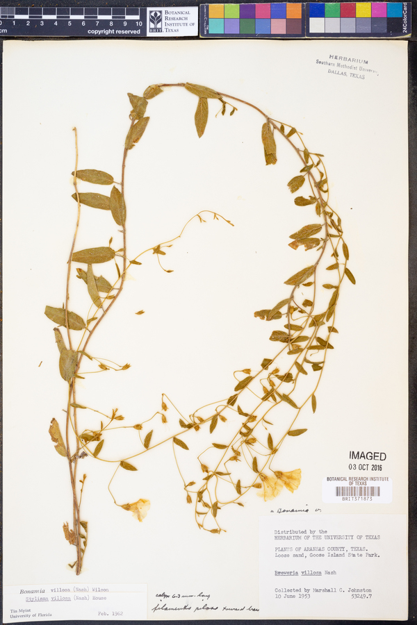 Stylisma villosa image