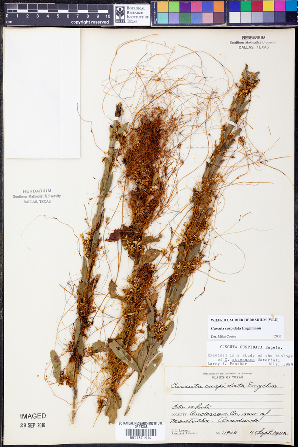 Cuscuta cuspidata image