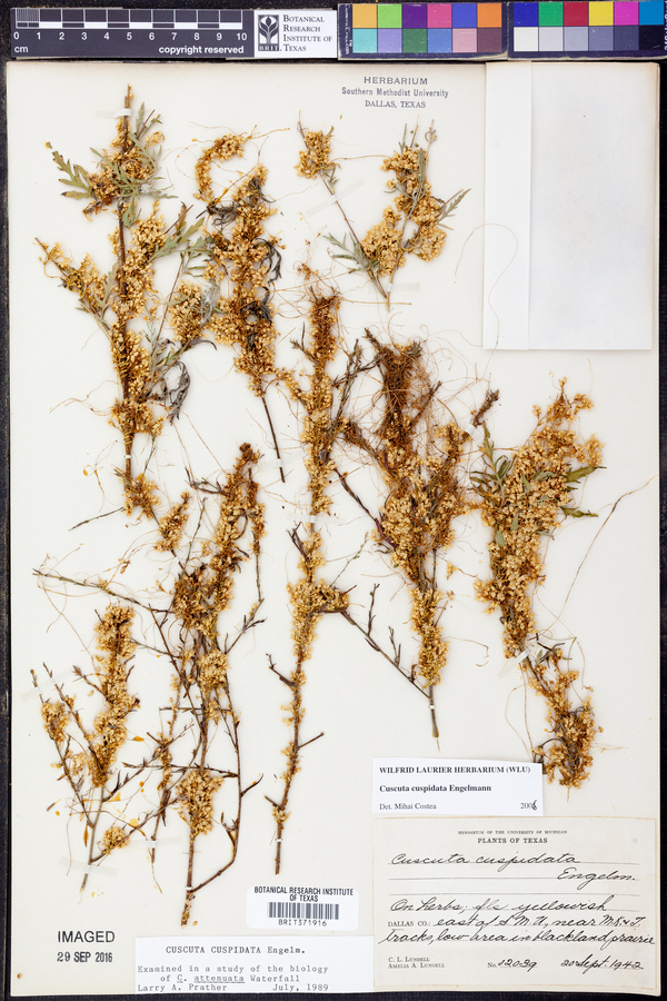 Cuscuta cuspidata image