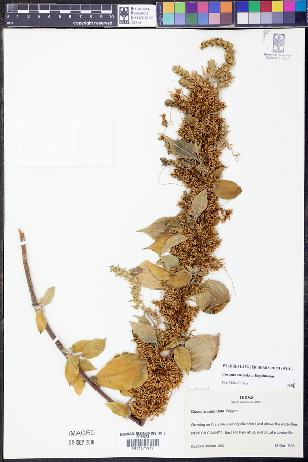 Cuscuta cuspidata image