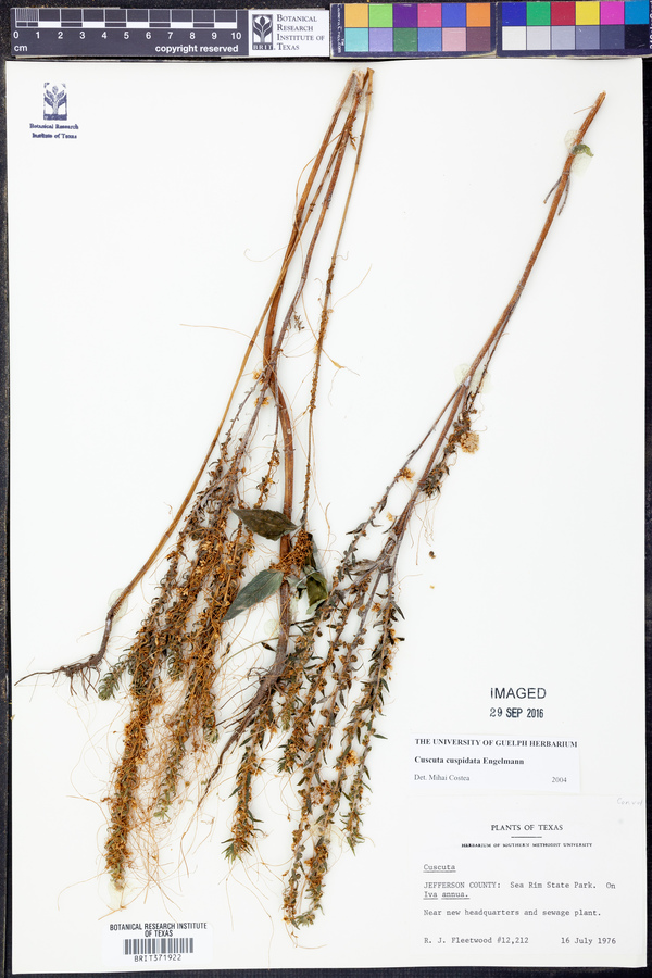 Cuscuta cuspidata image