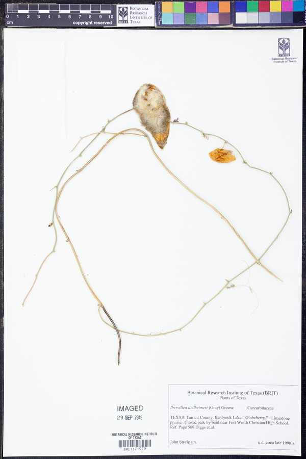 Ibervillea lindheimeri image