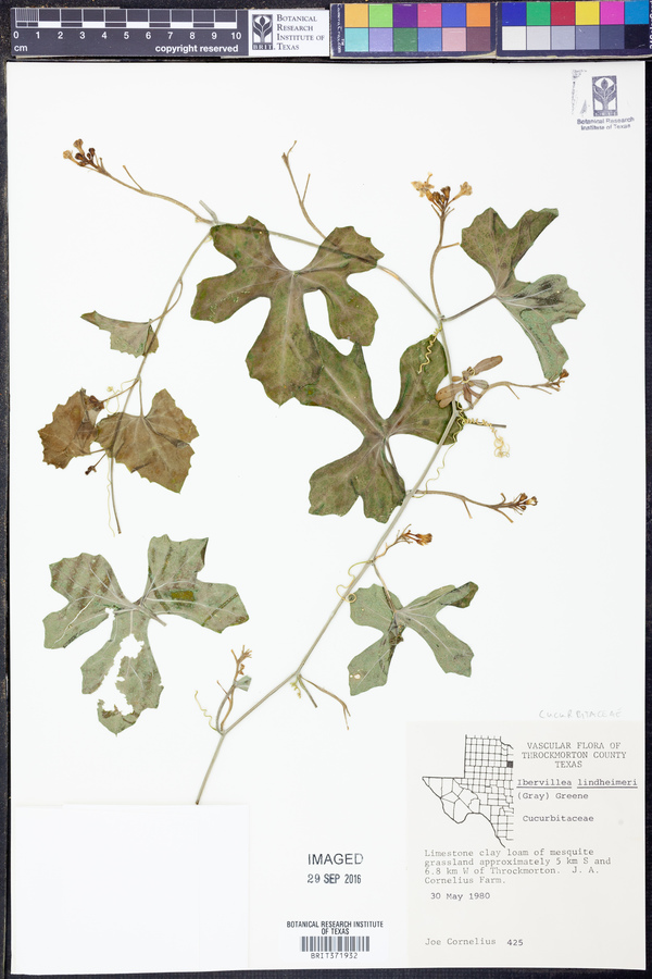 Ibervillea lindheimeri image