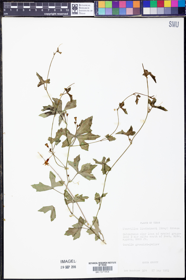 Ibervillea lindheimeri image