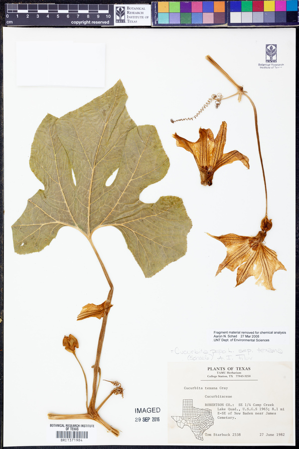 Cucurbita pepo var. texana image