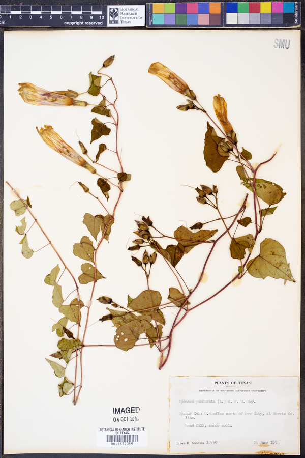 Ipomoea pandurata image