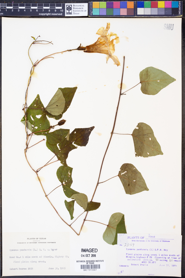 Ipomoea pandurata image