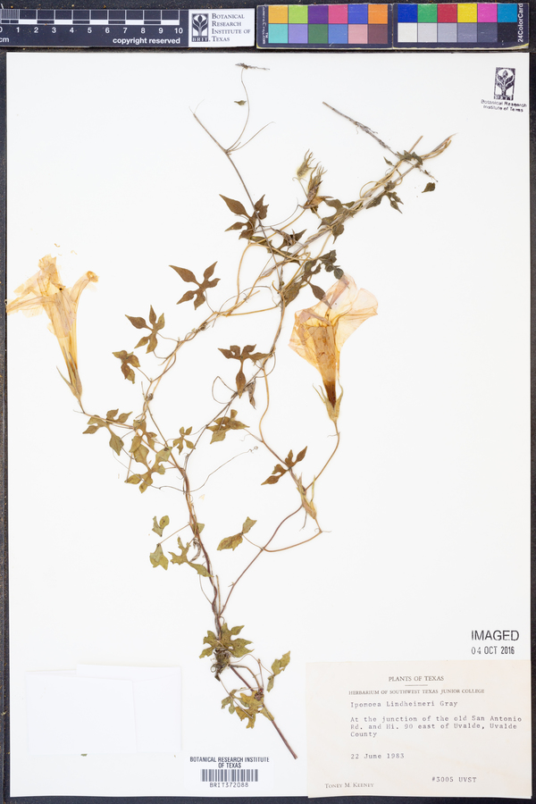 Ipomoea lindheimeri image
