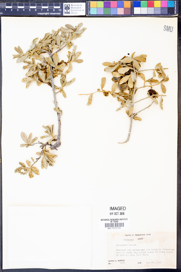 Diospyros texana image
