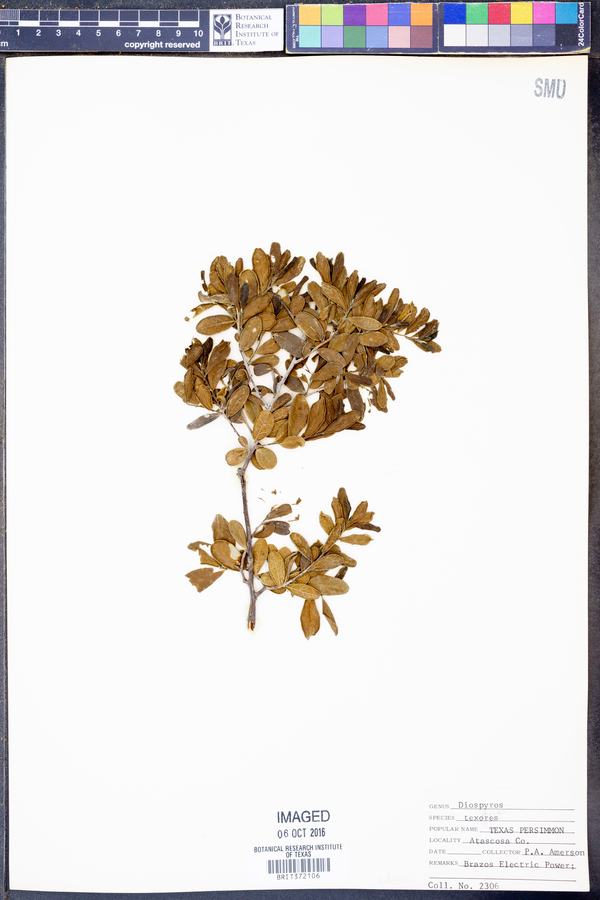 Diospyros texana image
