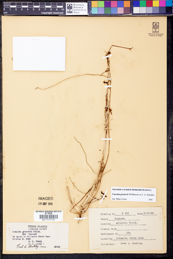 Cuscuta gronovii image