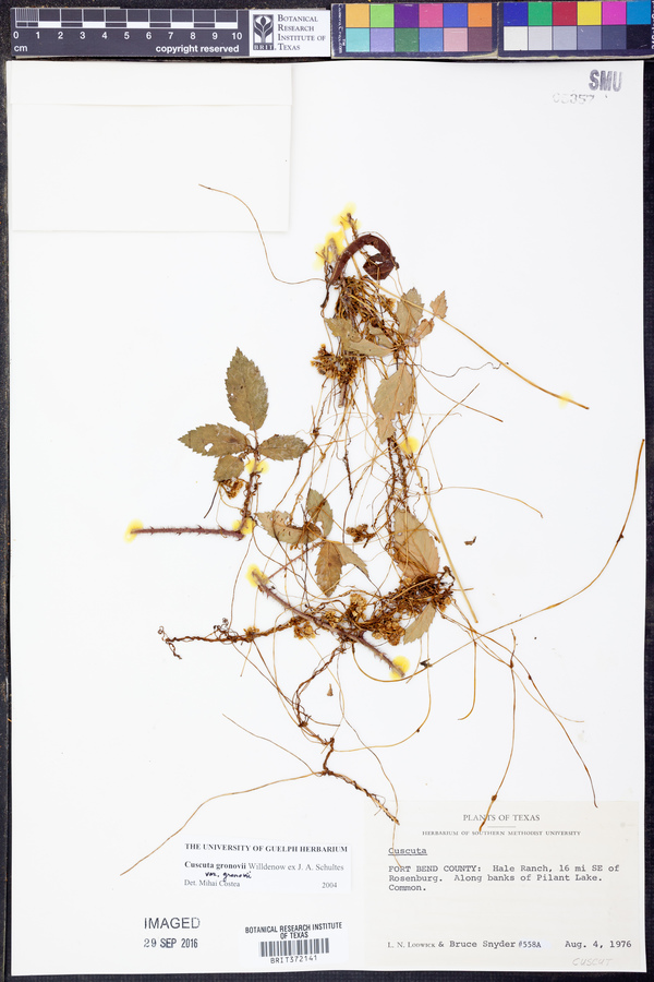 Cuscuta gronovii var. gronovii image