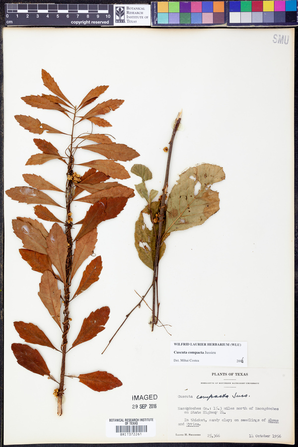 Cuscuta compacta image