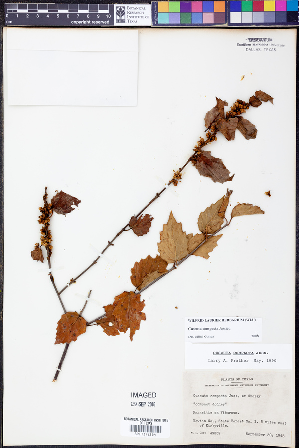 Cuscuta compacta image