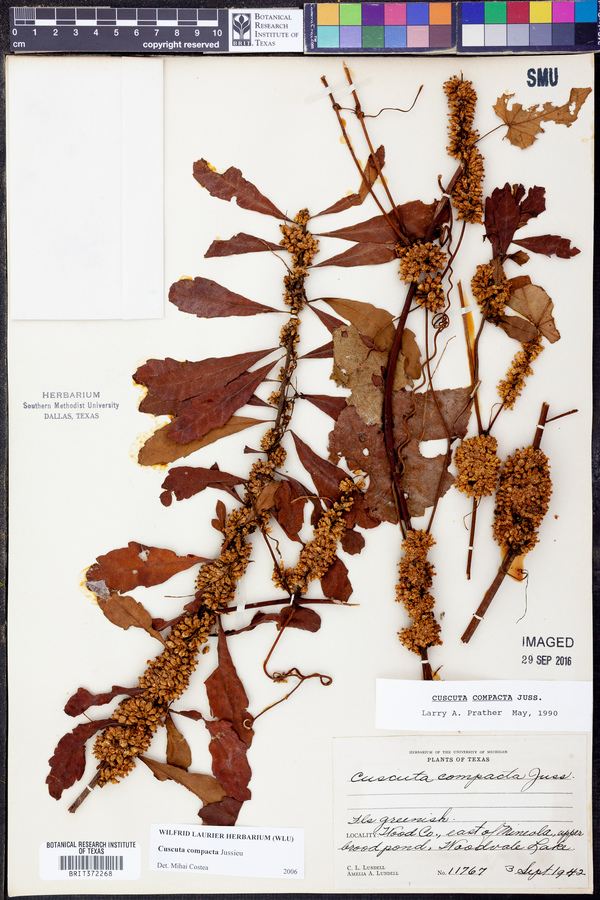 Cuscuta compacta image