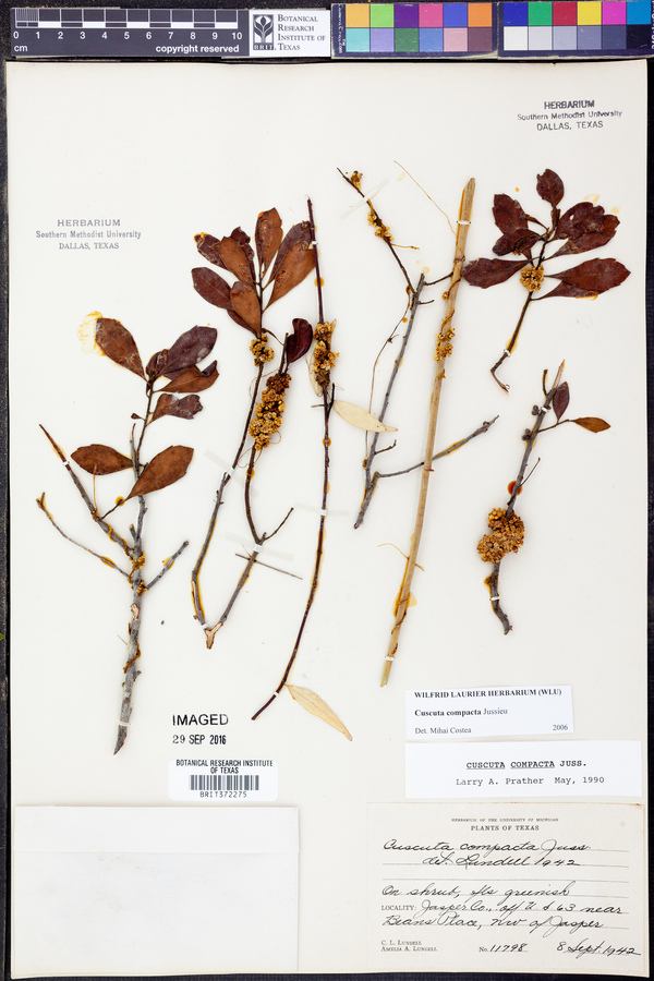 Cuscuta compacta image