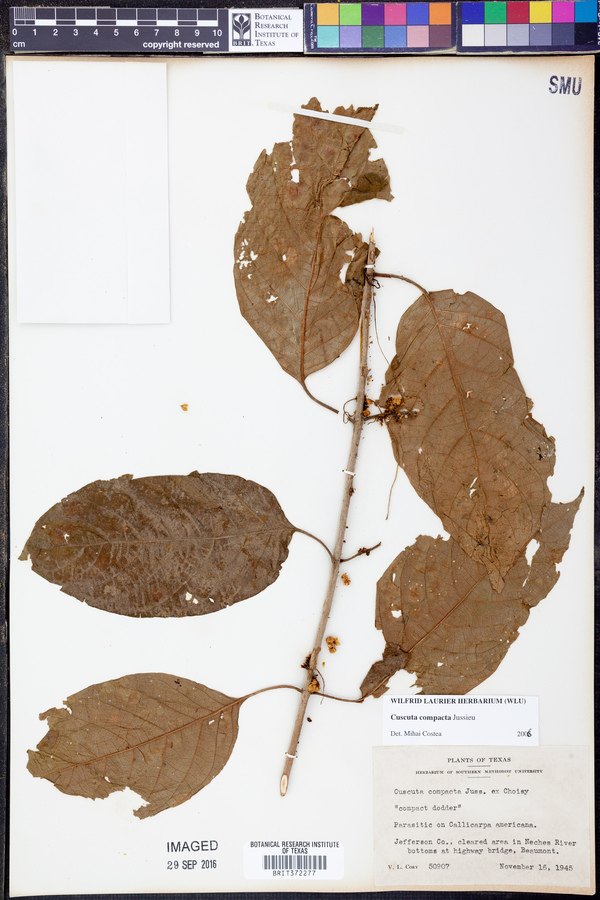 Cuscuta compacta image