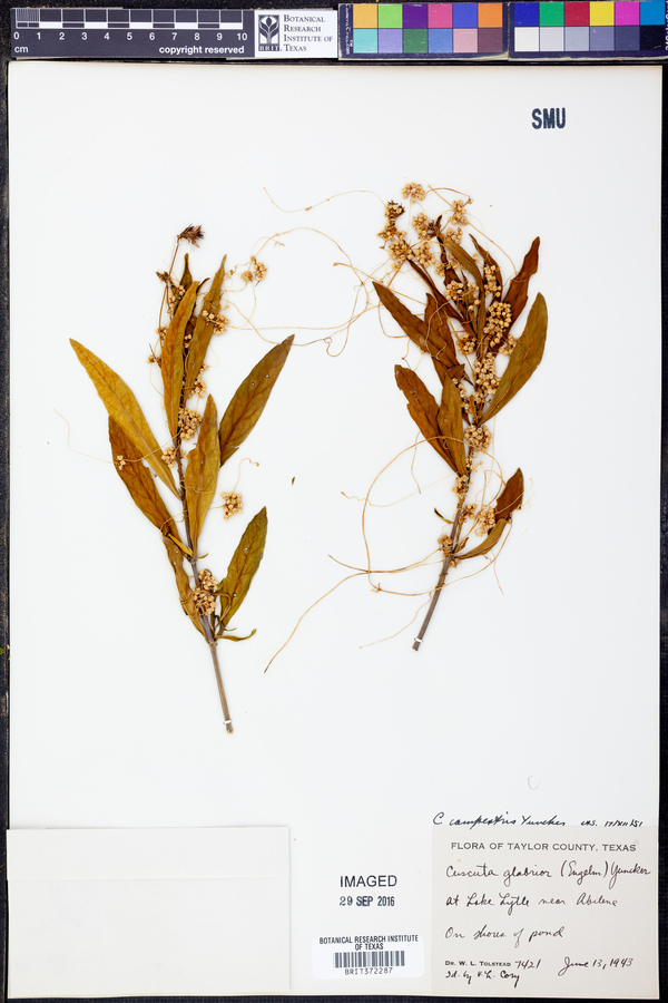 Cuscuta pentagona var. pentagona image