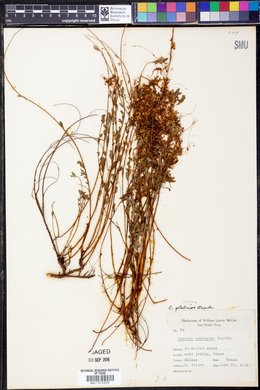 Cuscuta glabrior image