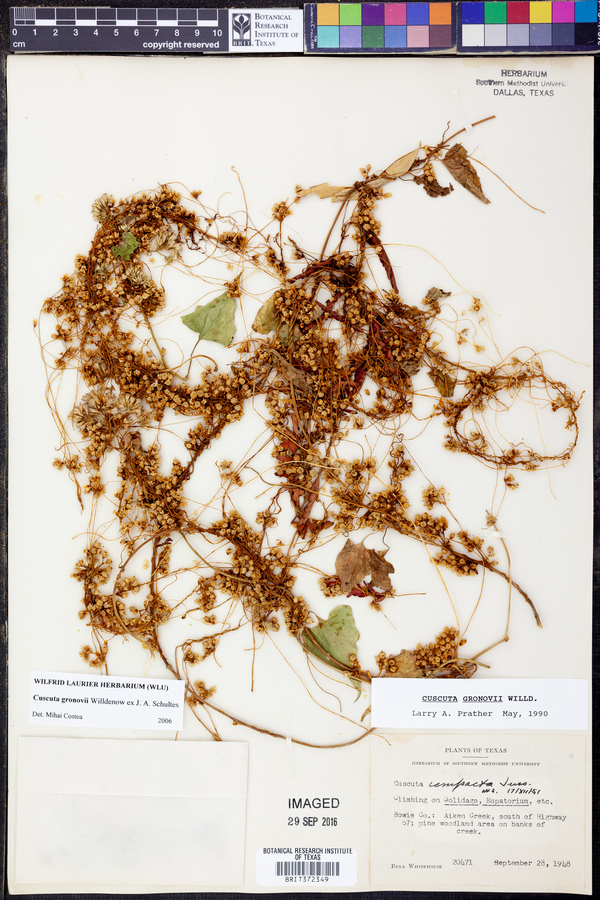 Cuscuta gronovii image