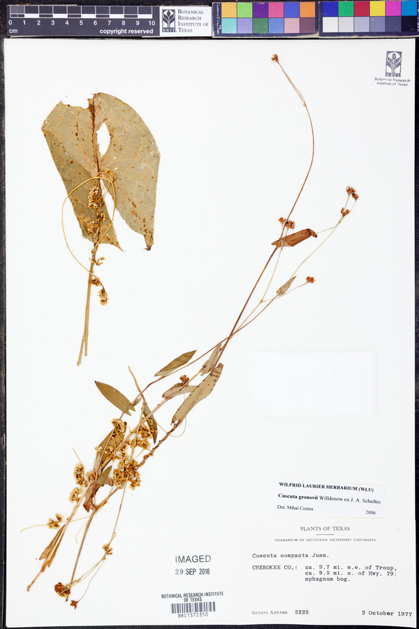 Cuscuta gronovii image