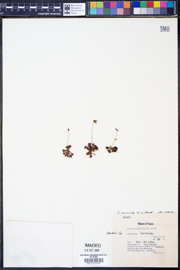 Drosera brevifolia image